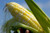 Serendipity Hybrid  Triplesweet  Corn Seeds