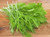 Mustard Mizuna Great Heirloom Vegetable 600 Seeds