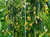 NIKA SEEDS - Vegetable Cucumber Vine Grape F1-20 Seeds