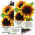 Seed Needs  Firecracker Sunflower  Helianthus annuus  Twin Pack of 85 Seeds Each