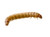 Sunshine Acre Worm Farm 50 Large Fresh Live Mealworms