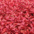 Outsidepride Coleus Wizard Sunset - 200 Seeds