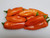 Tangerine Dream Pepper 10 plus Seeds