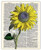 Sunflower Dictionary Wall Art Print  Unique Room Decor -  8x10  Unframed Picture - Great Gift Idea Under 15