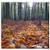 Double Blank Wall Plate Cover - Leaves Trees Forest Woods Nature Sunshine