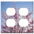 Double Duplex Outlet Wall Plate Cover - Spring Cherry Blossom Japanese Cherry Trees Sun 1