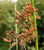 1000 SOFT RUSH  Common Rush  Juncus Effusus Ornamental Grass Seeds