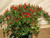 Thai Sun Hot Pepper -10 Seeds Capsicum annuum - Very Rare Super Hot!