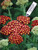 Perennial Farm Marketplace Achillea m.  Strawberry Seduction   Yarrow  Perennial  Size-1 Container  Red Flowers