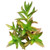 Crassula Capitella Campfire Succulent  2 inch