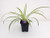 Ocean Spider Plant - Easy to Grow - Cleans the Air -NEW
