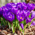 UtopiaSeeds 10 Purple Crocus Corms - Spring Blooming - Crocus Bulbs Remembrance