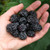 1 Jewel - Black Raspberry Plant - Everbearing - All Natural Grown - Ready for Fall Planting