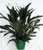 Domino Peace Lily Plant - Spathyphyllium - Easy - 6 inch Pot Decorative Pot Cover