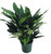 Peace Lily Plant - Spathyphyllium - Great House Plant - 6 inch Pot