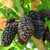 Mulberry  inchDwarf Everbearing inch Price Includes Four  4  Plants