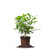 Perfect Plants Tea Olive Live Plant  1 gallon  Includes Care Guide