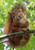 Ultimate mart cute squirrel Poster 12 x 18 inch rolled