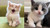 Ultimate mart cute baby cat Poster 12 x 18 inch rolled
