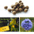 20 Globe Gilia Sasquatch Balls. The Ultimate Seed Bombs for The Western US.  Gilia capitata