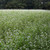 Outsidepride Buckwheat Cover Crop Seed - 1 OZ