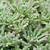 Outsidepride Sedum Rubens Lizard Ground Cover Plant Seed - 200 Seeds