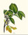Elm Tree Leaf Print  Vintage Botanical Art 4