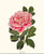 Tree Peony Print  Vintage Botanical Art