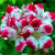 30 Pcs Mixed Rare Geranium Bonsai Potted Balcony Flower Planting Seasons Pelargonium Potted Flower Bonsai for Indoor Bonsai   7