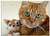 Triple Blank Wall Plate Cover - Cat Small Cat Cat Eye Feline Red Cat Kitten