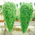Dichondra Emerald Falls 10 Seeds~ Hanging basket or denselush ground cover