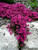 Red Supply Solution Creeping Thyme 500 Seeds - Scarlet Thymus Serpyllum Elfin Thyme Flower Seed Fragrant Bulk Ground Cover Seeds Perennial Heirloom Groundcover Seeds for Planting