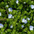 Creeping Speedwell Ground Cover Seeds  Veronica Repens  200 plusSeeds
