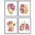 Heart Lungs Brain Anatomy Floral Art Print Set - Boho Bohemian Vintage Medical Wall Art Decor for Bedroom Living Room Doctor Office - Shabby Chic Gift for Women Nurse RN CNA - 8x10 UNFRAMED