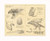 Hungarian Horntail Dragon Print 11x14