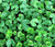 DICHONDRA GROUND COVER Dichondra Repens - 3000 Bulk Seeds