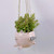 Cute Hanging Planter Piggy Animal Pot Ceramic Hanging Pots Indoor for Room Decor  Flying Piggy