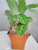 Jmbamboo - Green Prayer Plant - Maranta - Easy to Grow - 5 inch Decorative Coconut Pot - Easter Plant