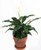 Jmbamboo - Gardens Peace Lily Plant in 4 inch Clay Pot