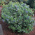 Blueberry Plants  inchTop Hat inch Includes  4  Four Plants