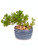 Two Japanese Juniper Bonsai Starter Tree - 4   Blue Vase - Juniper Unique From Jmbamboo