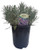 Findlavender Lavender Phenomenal Dark Purple Flowers  2.5QT Size Pot Bee Friendly Evergreen Plant  1 Live Plant