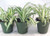 Ocean Spider Plant - 4   Pot 3 Pack for Better Growth - Cleans the Air Easy to Grow by Jmbamboo