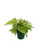 Autumn Fern - Live Plant in a 4 Inch Pot - Dryopteris Erythrosora - Beautiful Easy Care Indoor Houseplant