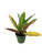 Croton Petra - Live Plant in a 4 Inch Pot - Codiaeum Variegatum  Petra  - Beautiful Easy Care Indoor Houseplant