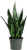 AMERICAN PLANT EXCHANGE Sansevieria Zeylanica Easy Care Live Plant 6 inch Pot Indoor Air Purifier