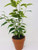 Jmbamboo - Gardens Starlight Weeping Fig - Ficus - 4 inch Clay Pot