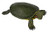 Safari Ltd  Incredible Creatures Red-Eared Slider Turtle