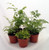 Ferns - Fairy Garden - 5 Different Plants- 4 inch Pots