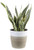 Costa Farms Premium Live Indoor Snake Sansevieria Floor Plant Shipped in Decor Planter 2-Feet Tall Grower s Choice Green Yellow